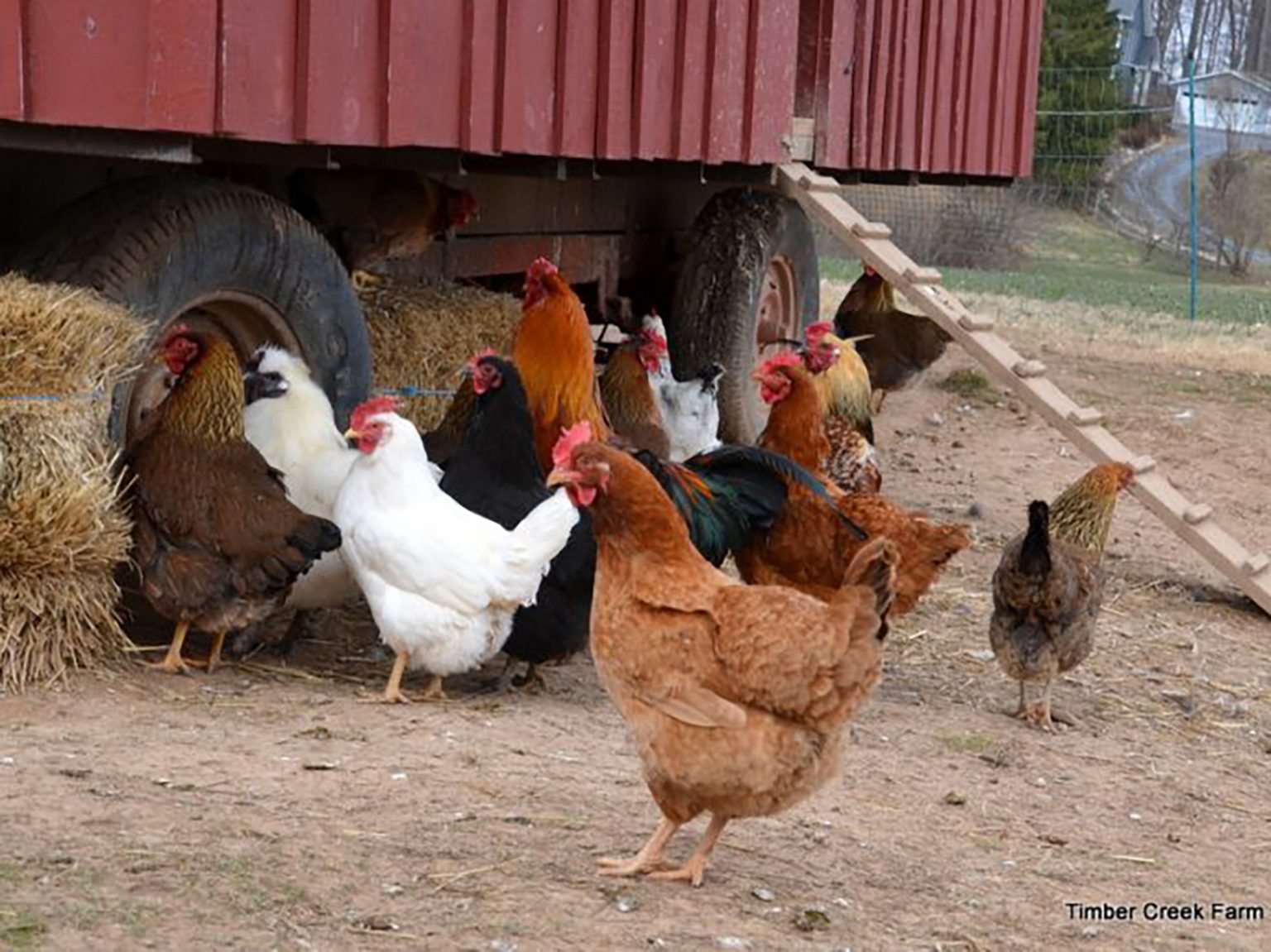 How to Stop Chickens from Eating Their Eggs Backyard Poultry